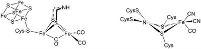 QM/MM Investigation of the Role of a Second Coordination Shell Arginine in [NiFe]-Hydrogenases